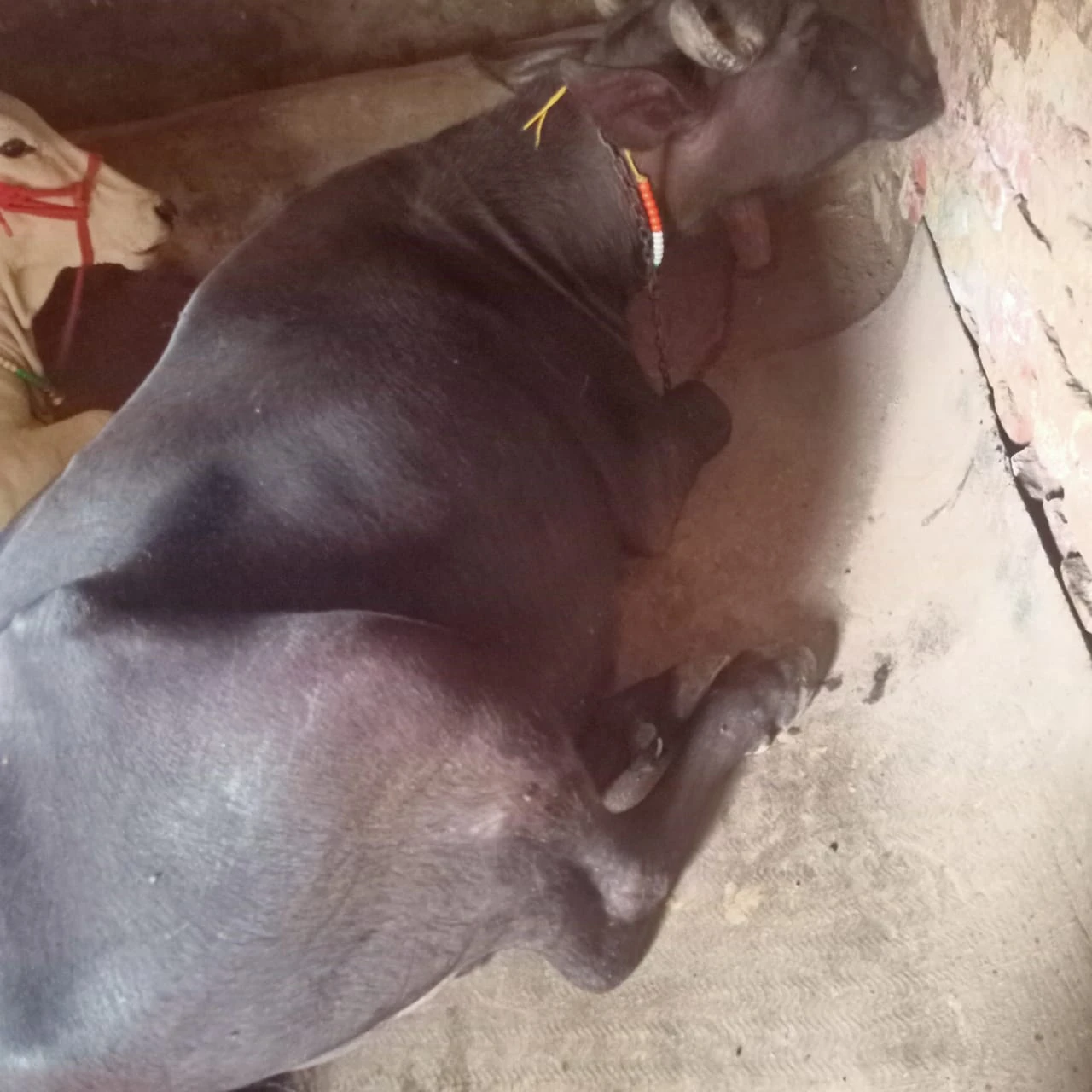 Buffalo Owner Sandeep 9643201243