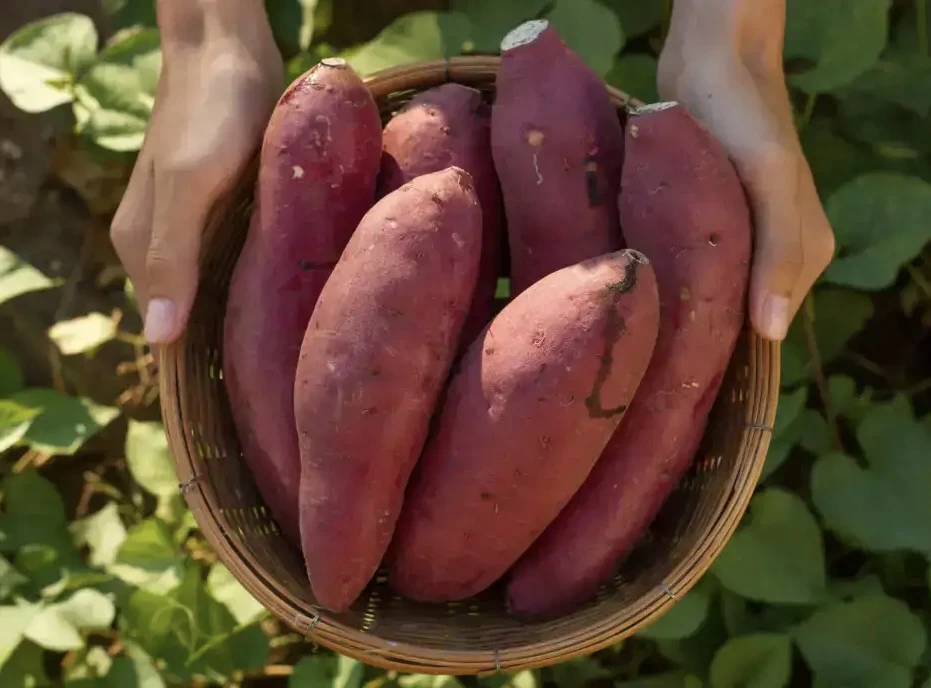SWEET POTATO (SHAKARGANDI)- 1KG